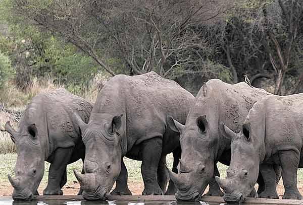 Group Of White Rhino